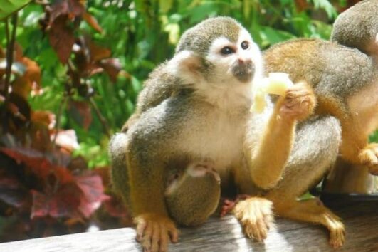 Monkeyland Punta Cana Come Travel 1
